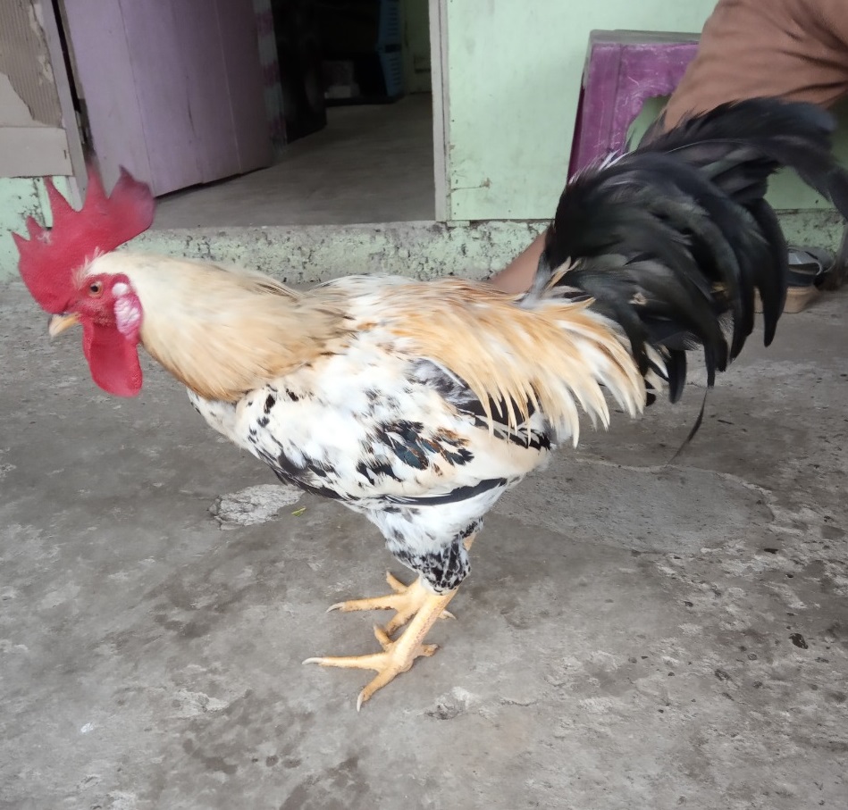 ayam hasil penelitian dosen UNG