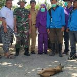 Penangkapan Anjing Gila di Kecamatan Atinggola.
