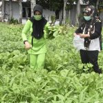 Fory_cocok tanam_dulohupa.id