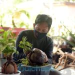 Bnsai Kelapa_gorontalo_dulohupa.id