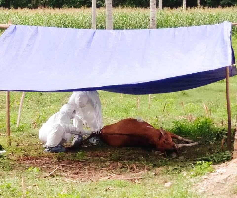 Jelang Idul Adha, Hewan Kurban di Kabgor Dipastikan Bebas Antraks