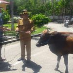 idul adha-pemda boalemo-sediakan-567-sapi-dulohupa.id-
