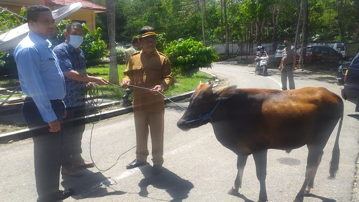 idul adha-pemda boalemo-sediakan-567-sapi-dulohupa.id-