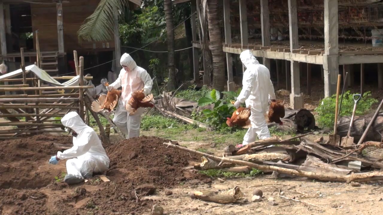 Dinas Peternakan Bone Bolango Musnahkan 550 Ayam yang Terinfeksi Flu Burung