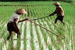 JTU-bantu-petani-Boalemo-dulohupa.id---