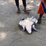 Seekor penyu terlilit tali di sebuah pantai di Pohuwato. Istimewa