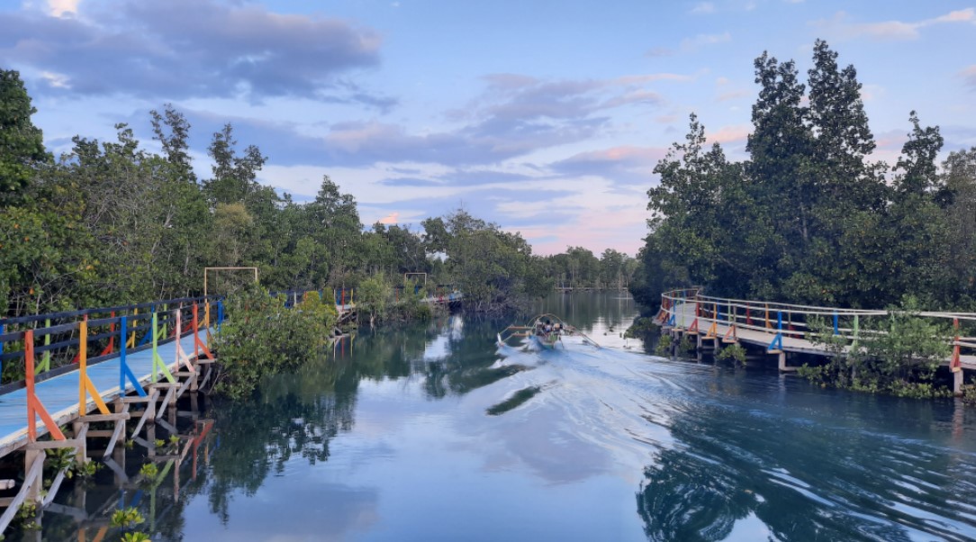 Hutan mangorve yang dimanfaatkan menjadi ekowisata/Foto:Wawan Akuba