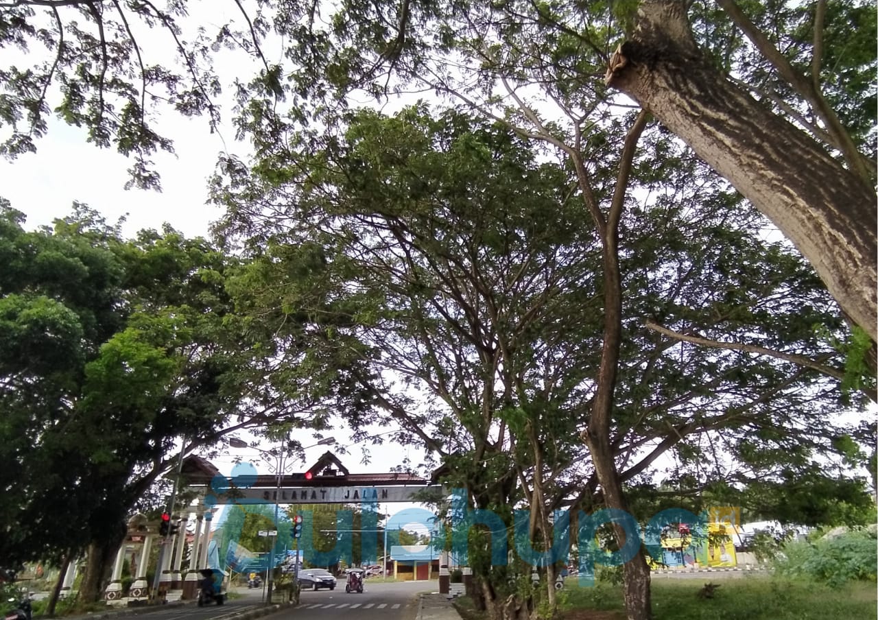 Membahayakan, DLH Akan Menebang 70 Persen Pohon di Pohuwato
