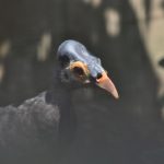 Foto Burung Maleo, Dokumentasi Burung Indonesia