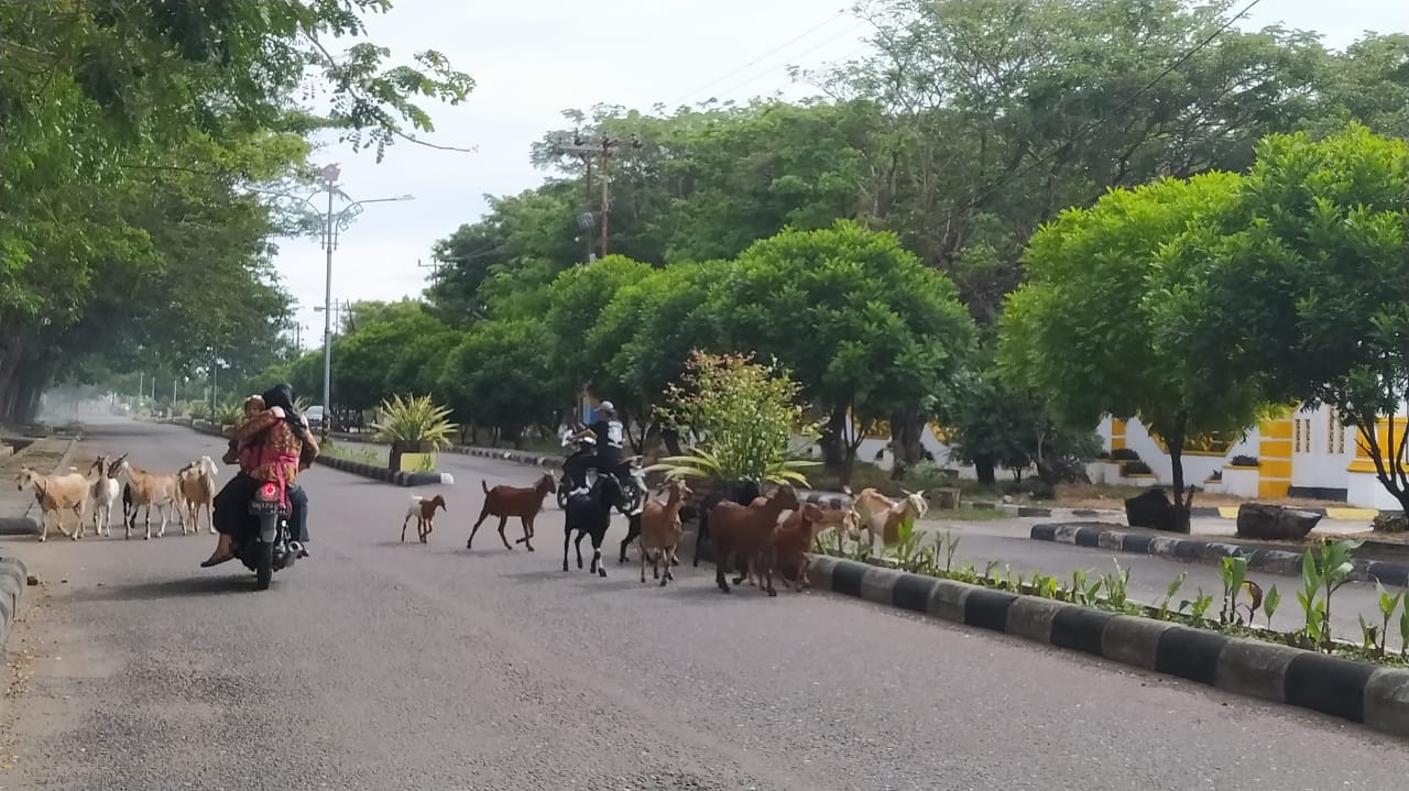Melepas Hewan Ternak di Jalanan Pohuwato Akan Didenda 250 ribu