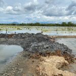 Kawasan Cagar Alam Tanjung Panjang (CATP) Pohuwato yang dialihfungsikan menjadi tambak/Foto istimewa untuk Dulohupa.id