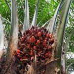 Pohon sawit/Wawan Akuba