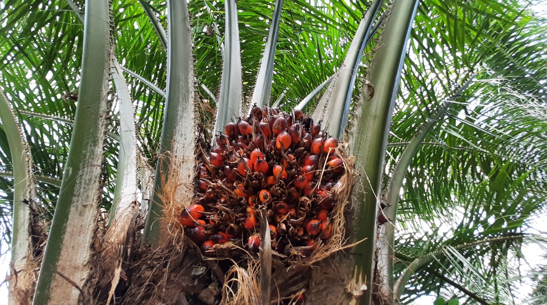 Pohon sawit/Wawan Akuba