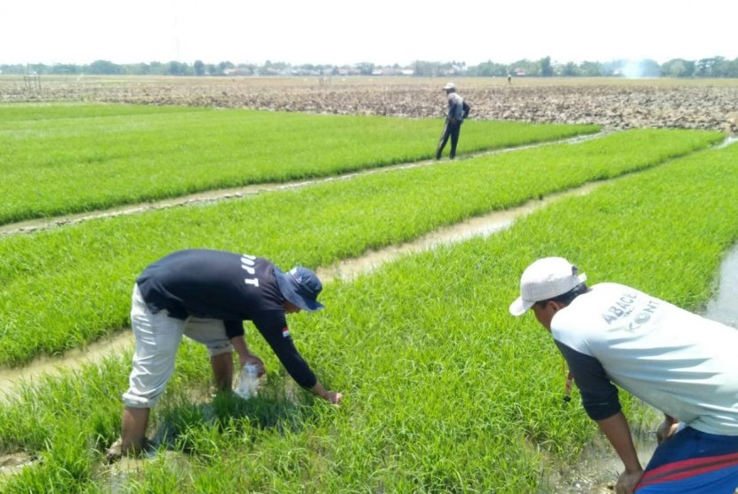 Uji Sedimentasi Persawahan Pohuwato, DLH: Terdeteksi Adanya Logam Berat