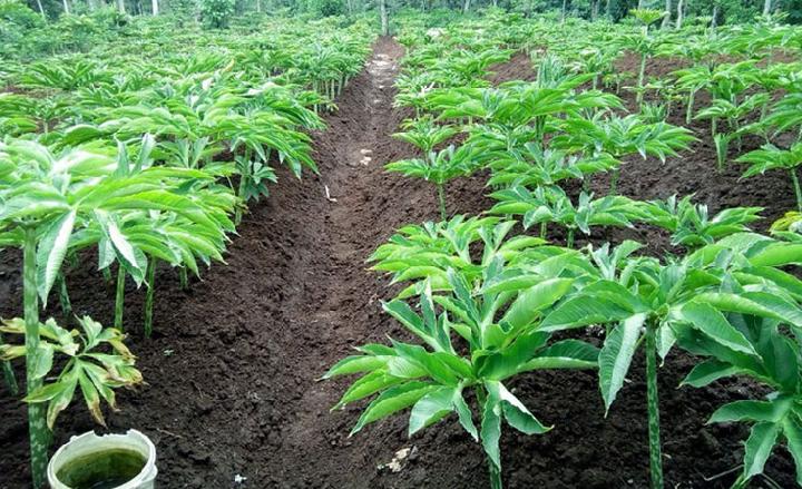 Harga Menggiurkan, Warga Gorontalo Mulai Membudidayakan Porang