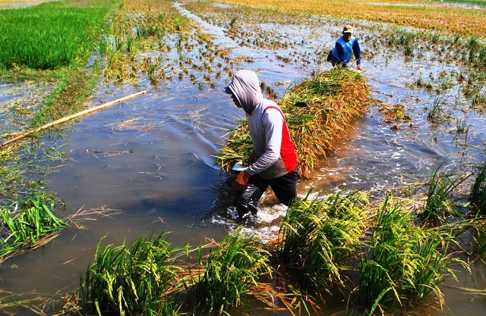 Terendam Banjir, Ratusan Hektar Sawah di Kabupaten Gorontalo Terancam Gagal Panen