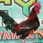 Ayam_Philipin_Gorontalo_dulohupa.id_12