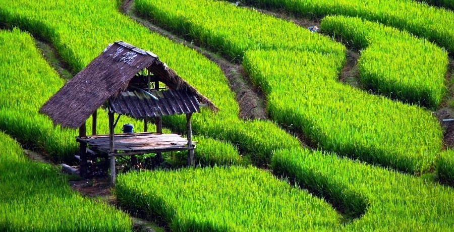 Dari Mana Asal Nitrogen dan Merkuri di Sawah Pohuwato? Ini Penjelasan DLH