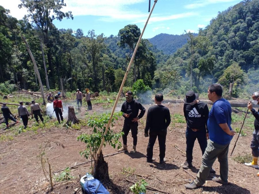 Polri Musnahkan 7 Hektar Ladang Ganja Di Gunung Leuser Dan Sita 592 Kg Ganja Kering 