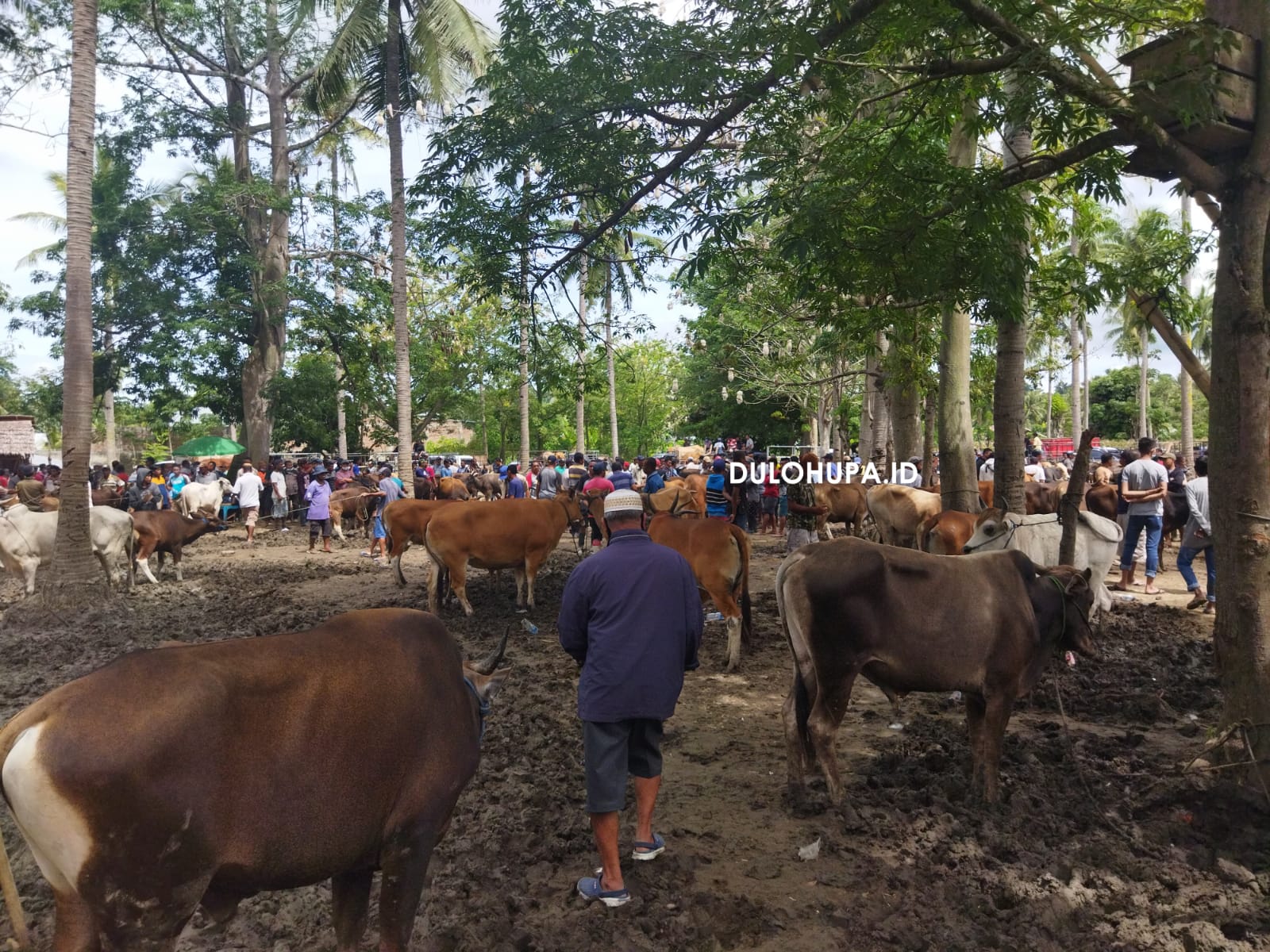 Jelang Idul Adha, Masyarakat Serbu Pasar Hewan di Kecamatan Pulubala