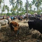Sapi di pasar hewan di Kabupaten Gorontalo/Fandiyanto Pou