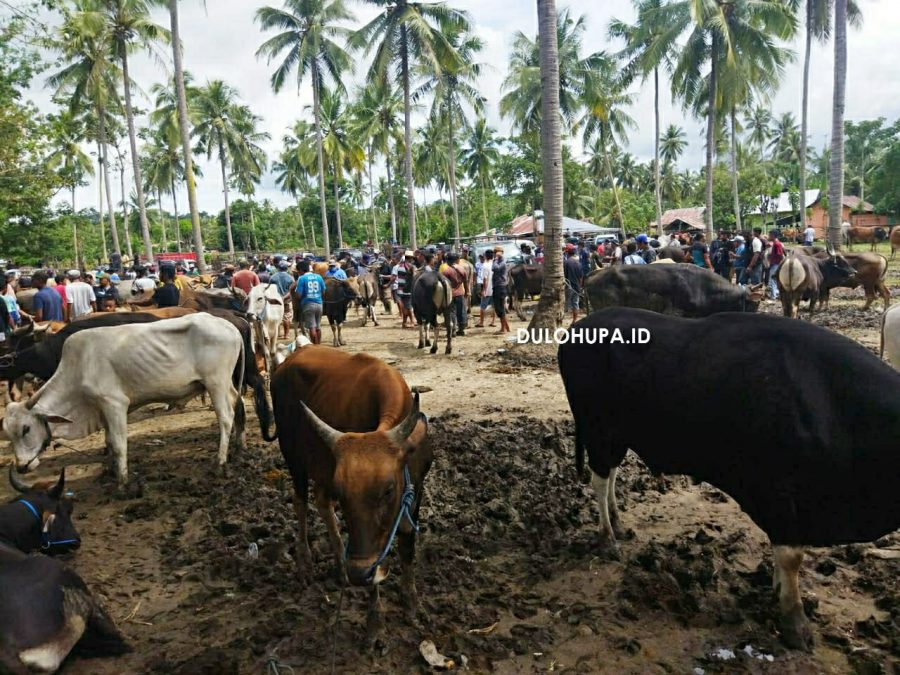 Sapi di pasar hewan di Kabupaten Gorontalo/Fandiyanto Pou