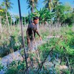 Petani sedang memantau tanaman/Hendrik Gani
