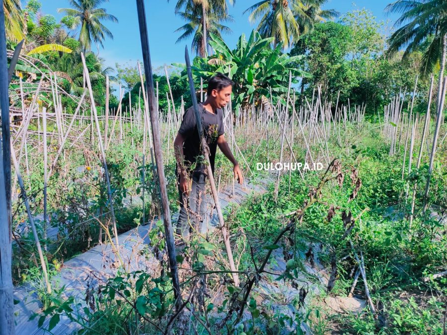Petani sedang memantau tanaman/Hendrik Gani