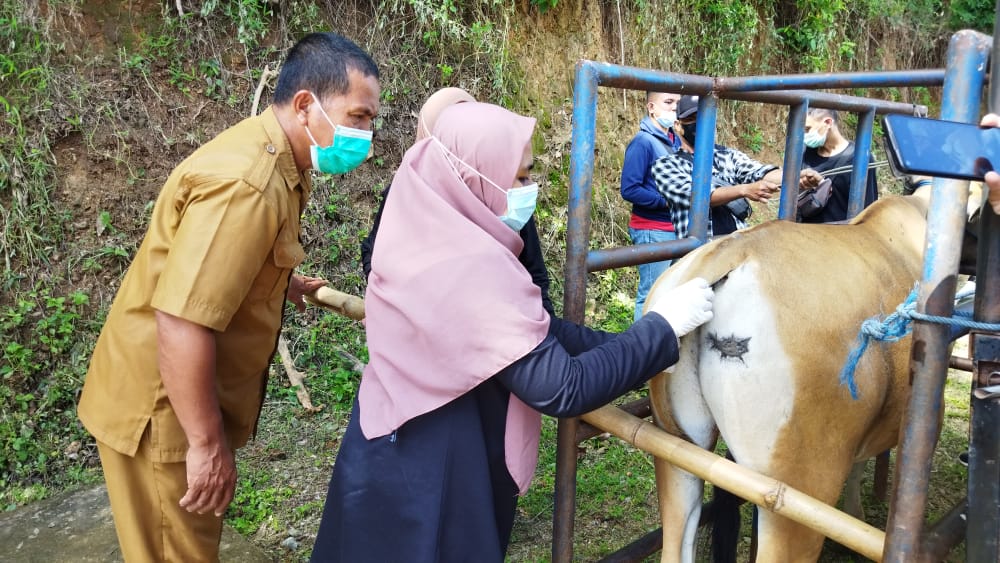 Pemeriksaan kesehatan terhadap hewan kurban, oleh Bidang Kesehatan Hewan dan Kesehatan Masyarakat, Dinas Pertanian dan Peternakan Kabupaten Bone Bolango/Faisal Husuna