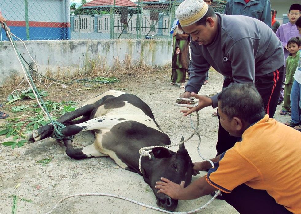 Hati-Hati! Potong Hewan Kurban Di Luar RPH Akan Dikenai Sanksi