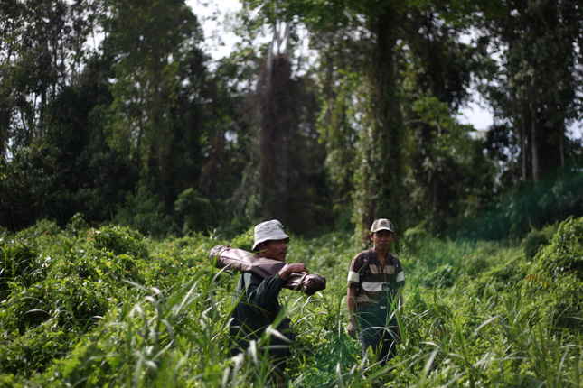 Karena Ini, Indonesia akhiri Kerja Sama REDD+ dengan Norwegia
