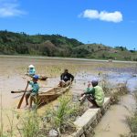 Tampak 120 hektar sawah yang terendam banjir/doc warga Gorntalo Utara