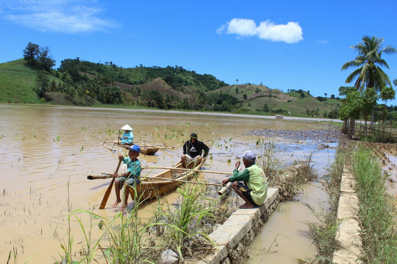 Tampak 120 hektar sawah yang terendam banjir/doc warga Gorntalo Utara