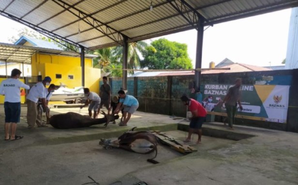 Gubernur Rusli dan Keluarga Sembelih 7 Ekor Sapi Kurban