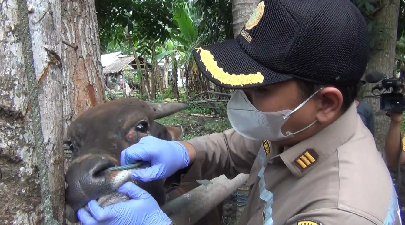 Virus PMK di Kabupaten Gorontalo Nol Kasus