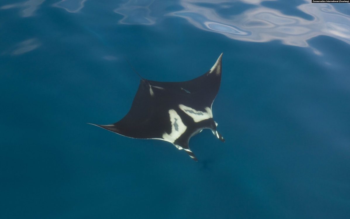 IUCN Naikkan Status Konservasi Pari Manta Raksasa Jadi Terancam Punah