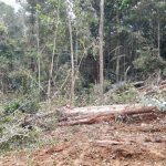 Penebangan Pohon Pohuwato