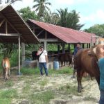 Wabah PMK Sapi Gorontalo