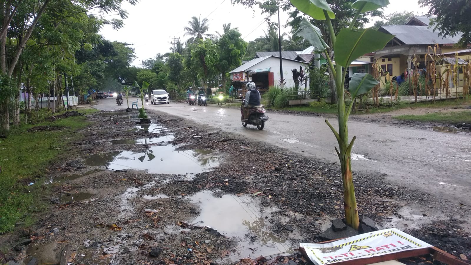 Kondisi Rusak, Warga Tanami Pohon Pisang di Jalan Samaun-Pulubuhu