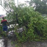 pohon tumbang