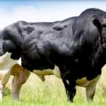 Sapi Belgian Blue Gorontalo