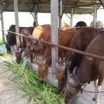Sapi PMK