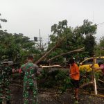 Pohon Tumbang Limboto