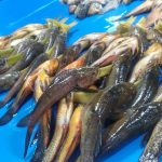 Ikan Manggabai Hulu'u