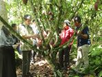 Kanematsu Corporation bakal Pasarkan Kakao Milik Petani Pohuwato Keluar Negeri