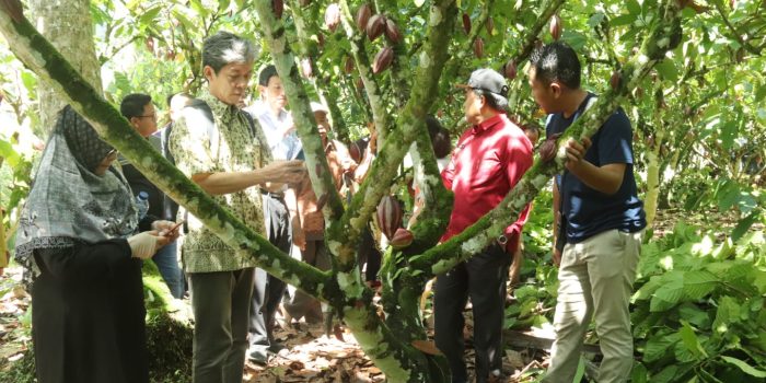 Kanematsu Corporation bakal Pasarkan Kakao Milik Petani Pohuwato Keluar Negeri