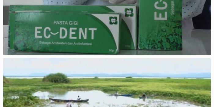 Pasta Gigi yang Dapat Menuntaskan Masalah Eceng Gondok di Danau Limboto