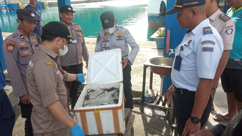 Daging Babi di Pelabuhan