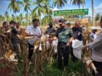 Bupati Hamim Pou Panen Jagung Raya di Desa Tunggulo