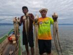 Hasil Tangkap Gurita di Torosiaje Kini Melimpah